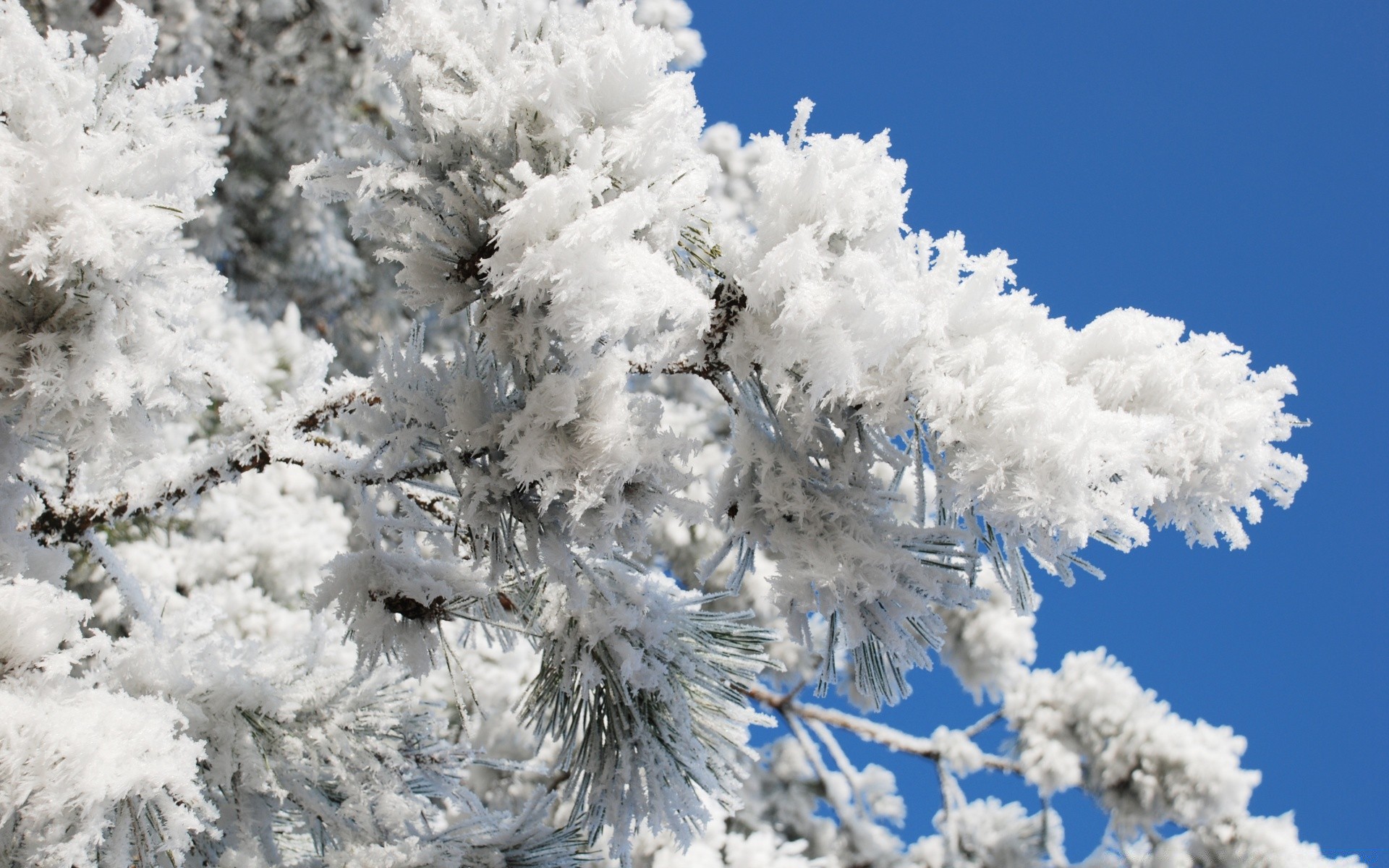 hiver gel neige saison arbre congelé nature temps froid branche glace givré lumineux à l extérieur flocon de neige beau temps noël neige-blanc