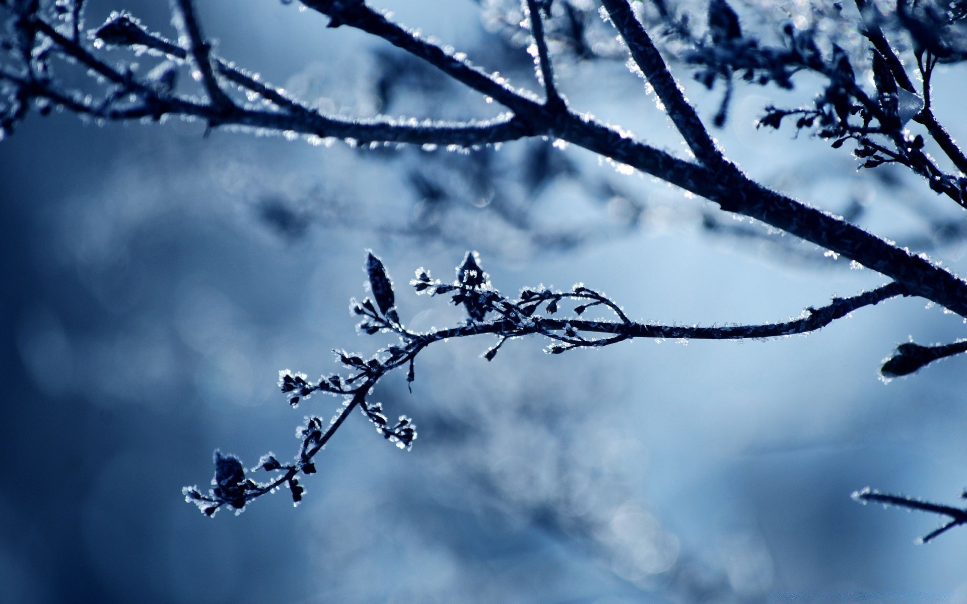 winter baum zweig himmel natur im freien wetter frost landschaft schnee holz dämmerung jahreszeit kälte