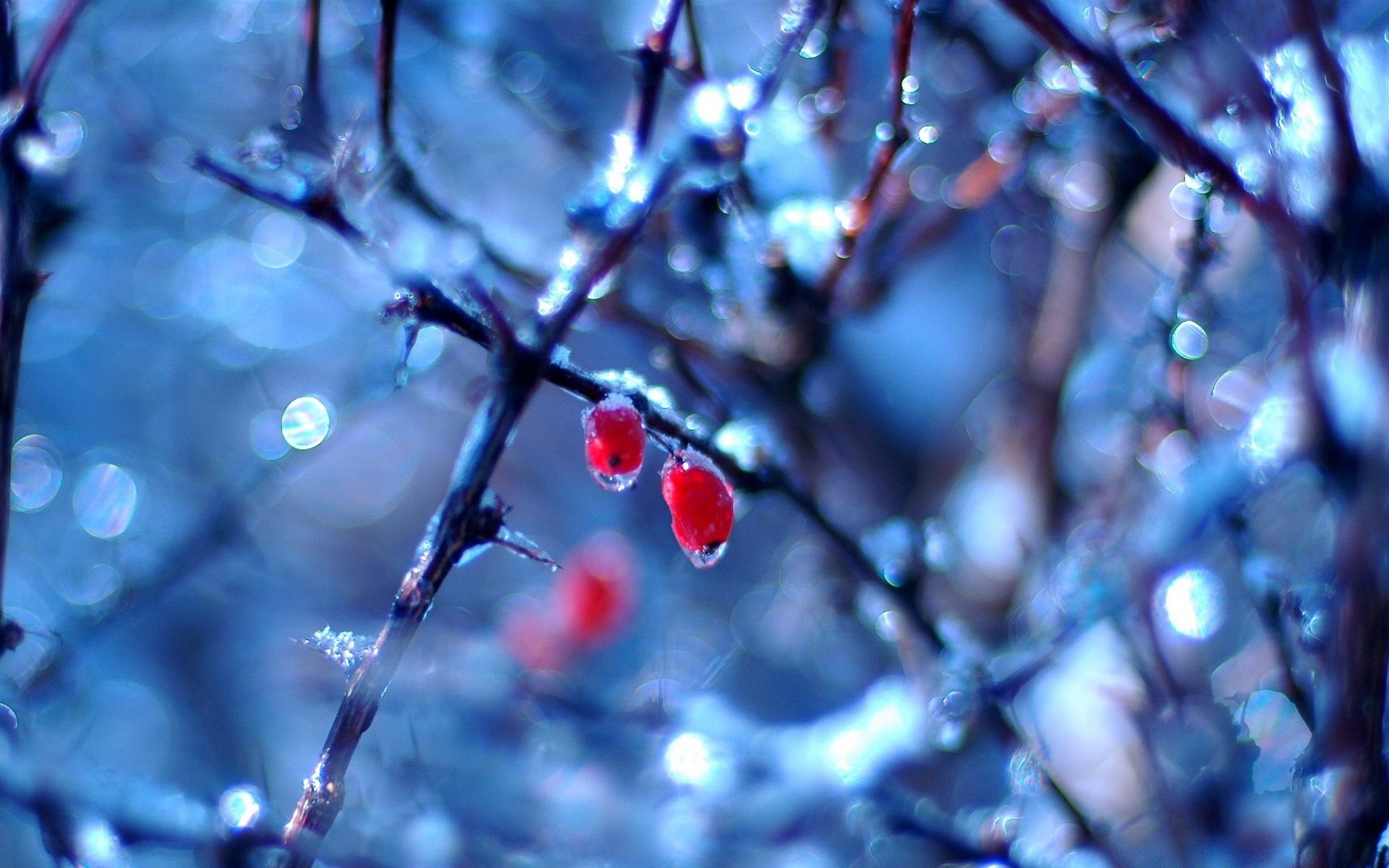 inverno natureza árvore borrão ramo geada dof neve ao ar livre cereja estação flor folha cor gelo natal luz