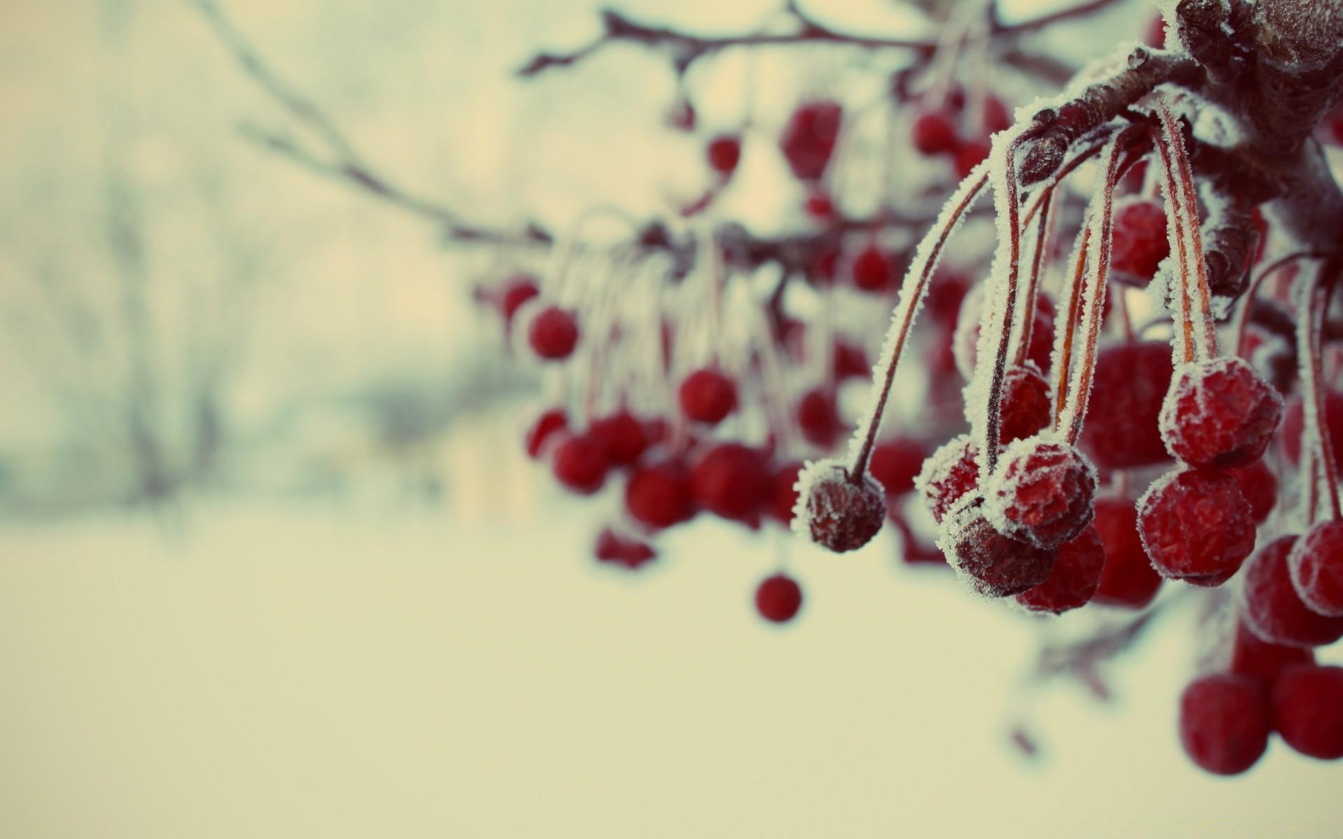 Мороз ягода снег загрузить