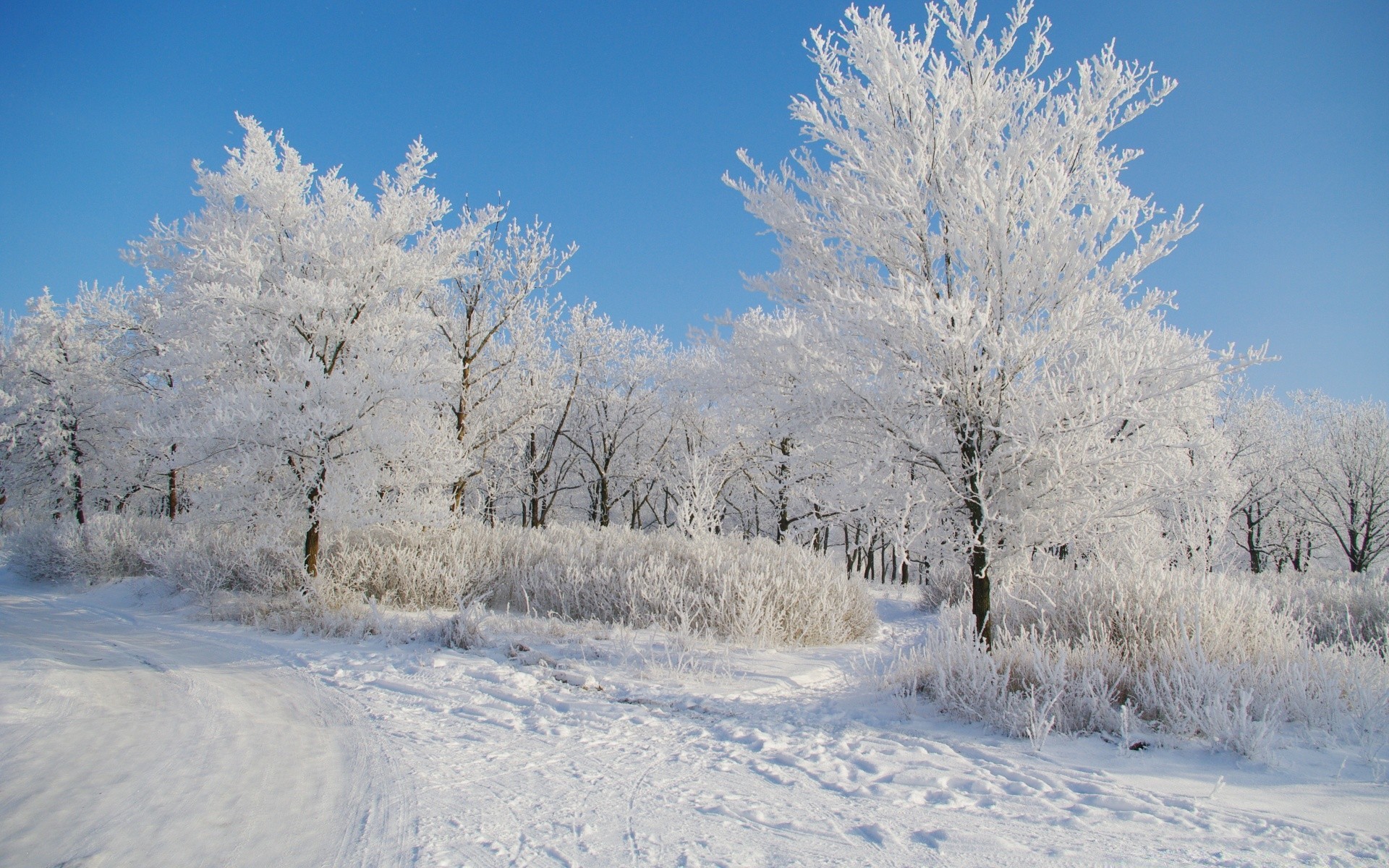 winter snow frost cold frozen season wood tree weather ice frosty landscape snow-white snowstorm snowy branch scene scenic chill