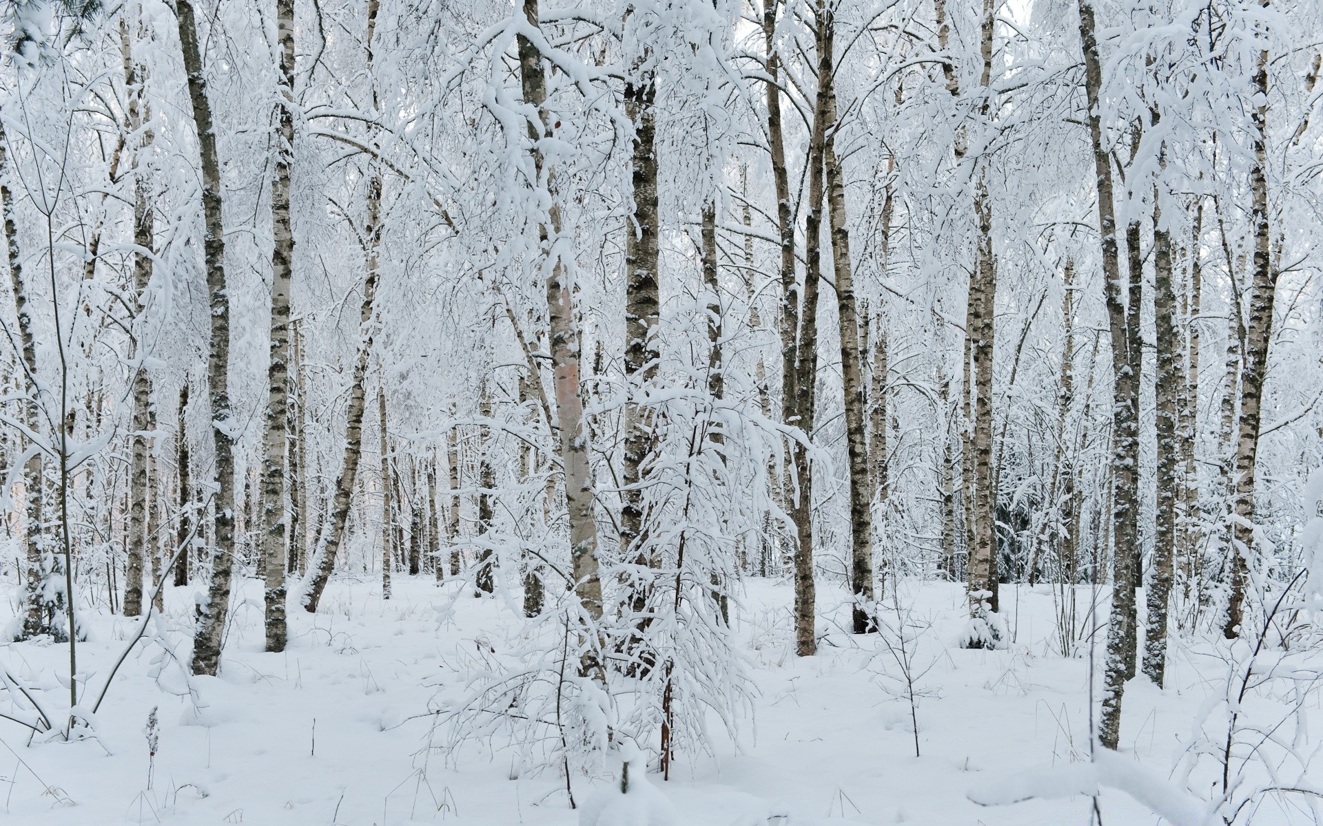 winter snow wood frost cold frozen weather season frosty tree ice landscape branch snowdrift scenic birch scene snowstorm