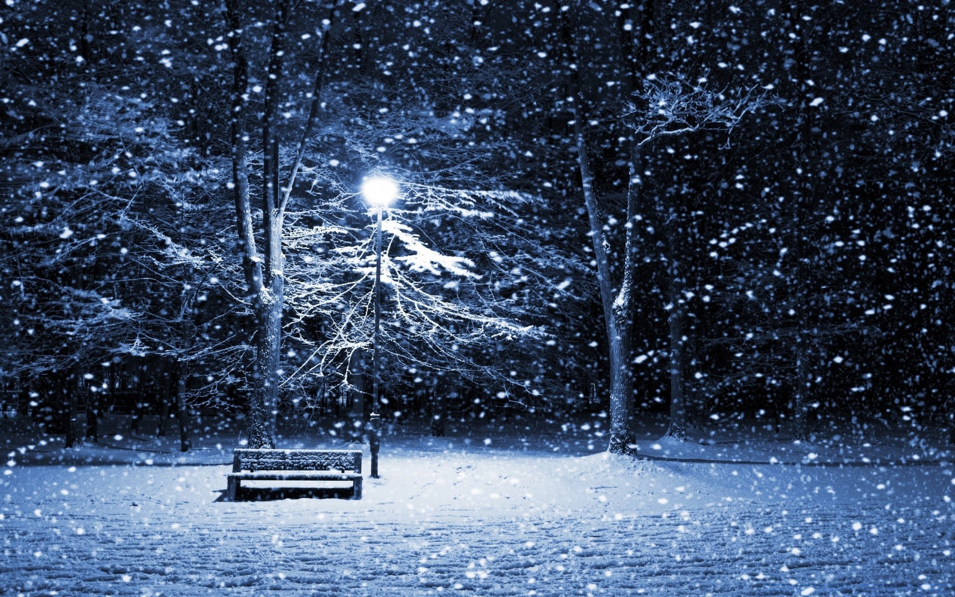 inverno neve natura freddo stagione albero congelato gelo all aperto ghiaccio tempo acqua