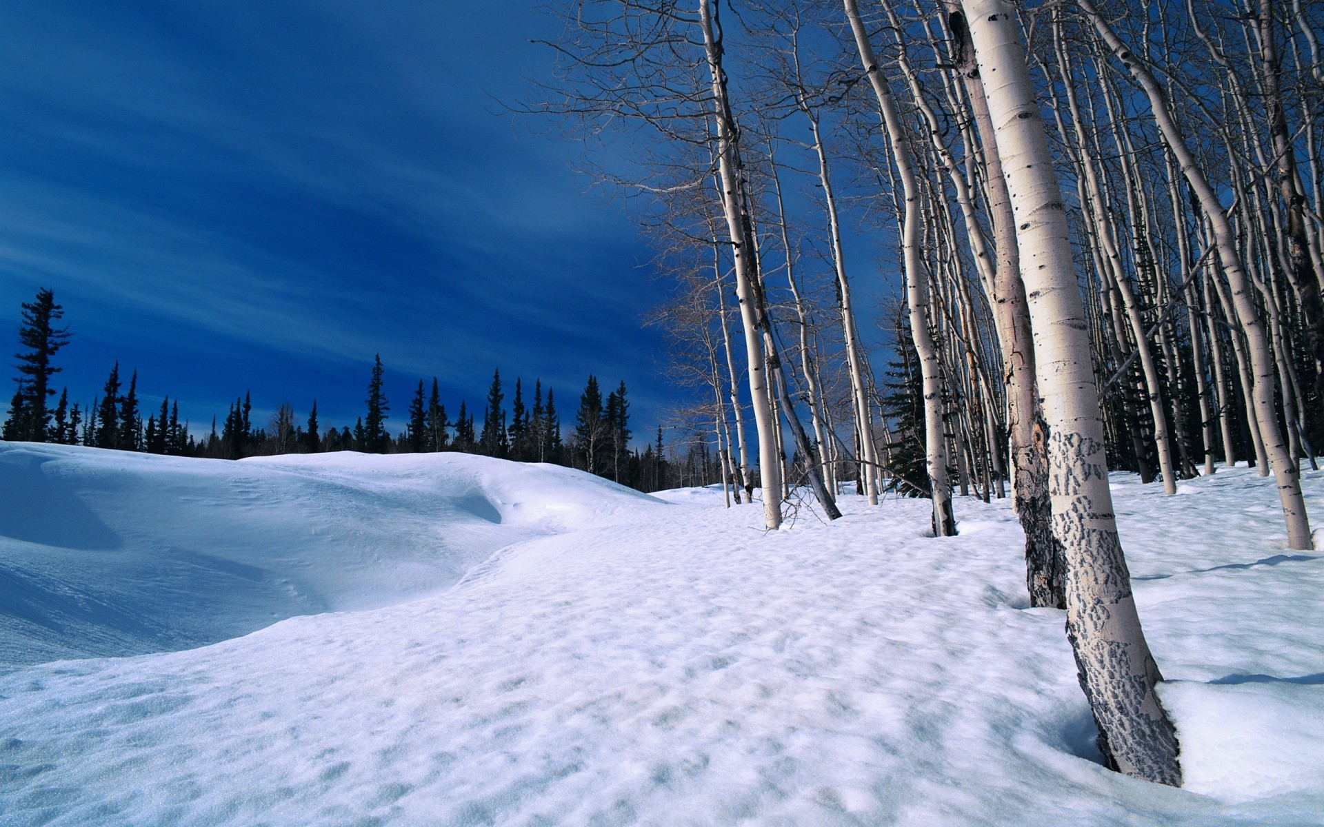 invierno nieve frío madera escarcha hielo congelado escénico tiempo paisaje árbol temporada buen tiempo montaña naturaleza al aire libre nieve