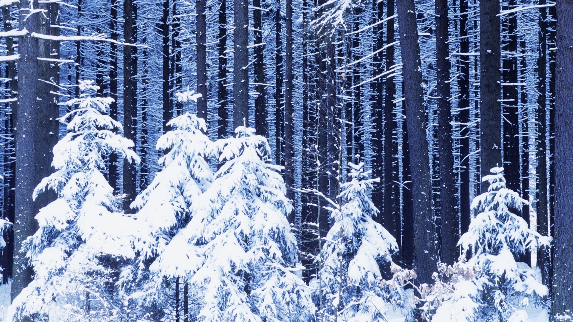 inverno neve madeira frio geada madeira gelo congelado temporada natureza paisagem pinho neve neve branca abeto abeto tempo