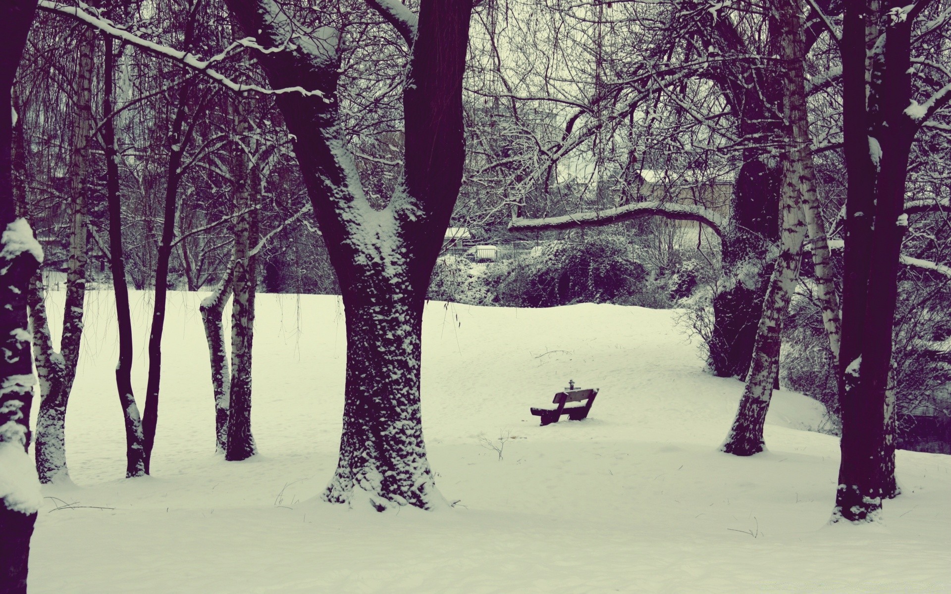 invierno nieve árbol madera frío paisaje escarcha parque temporada tiempo escénico niebla hielo congelado rama