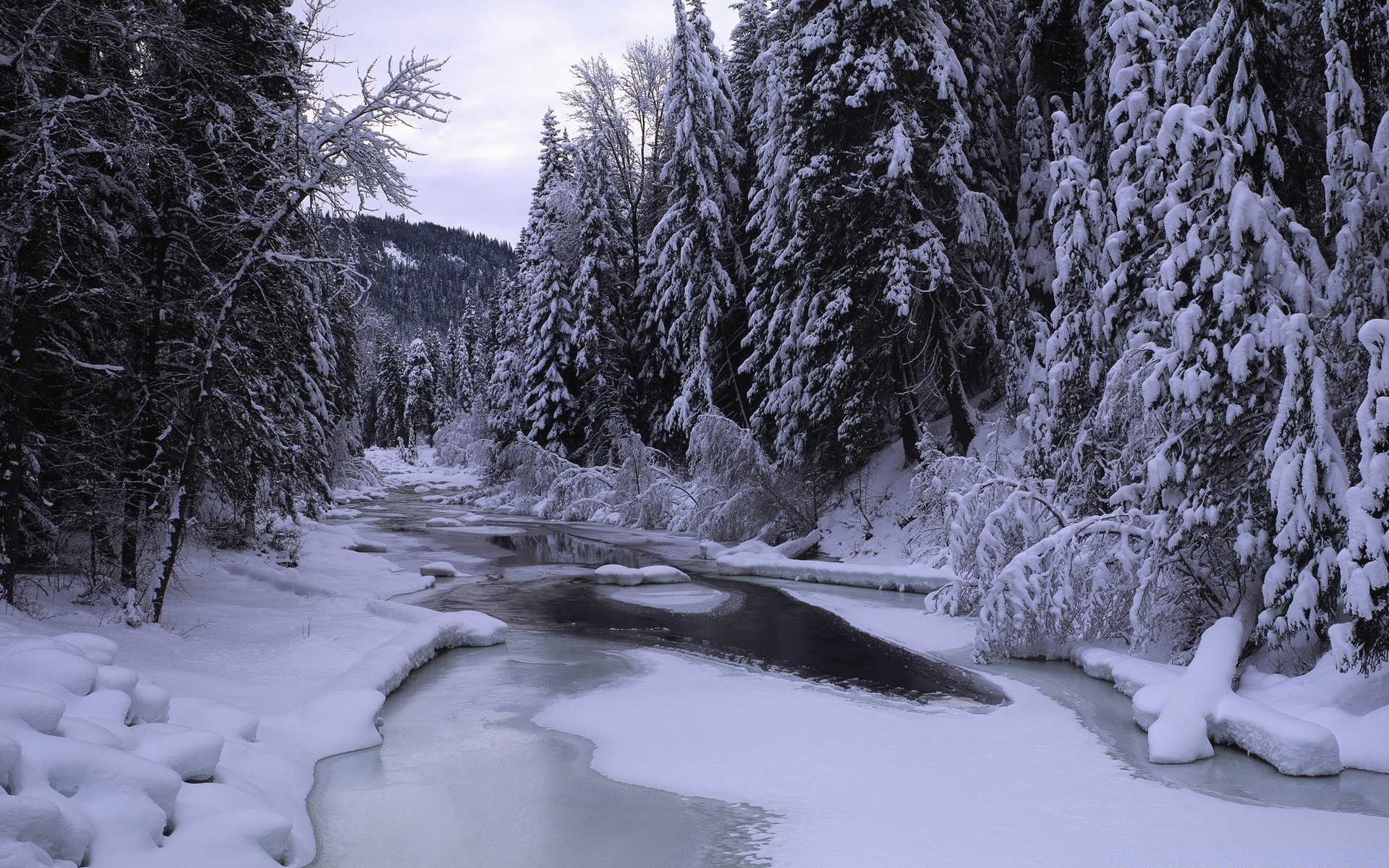 winter snow cold frost wood ice frozen tree landscape season weather nature fir scenic evergreen conifer