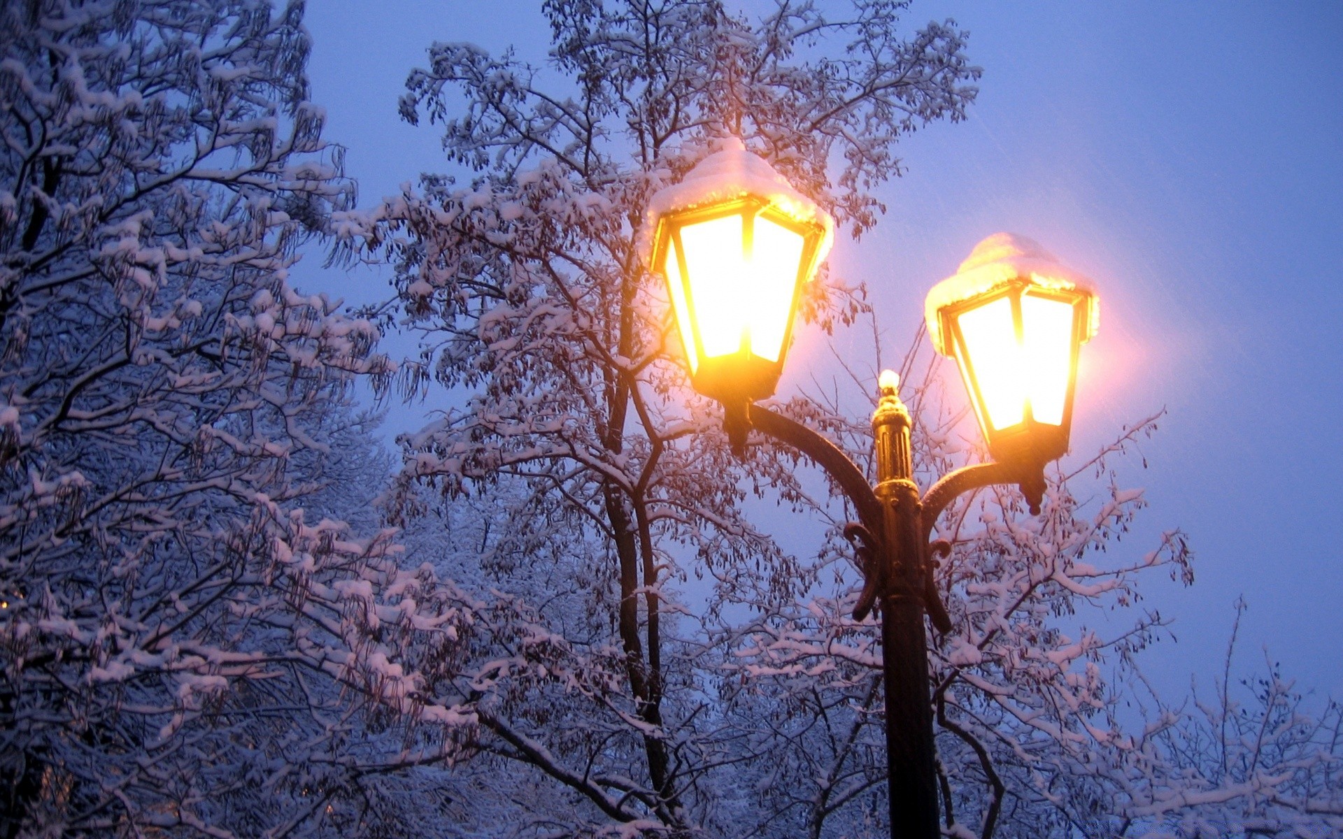 winter lamp lantern bright light snow season tree illuminated electricity branch bulb nature sky candle evening outdoors