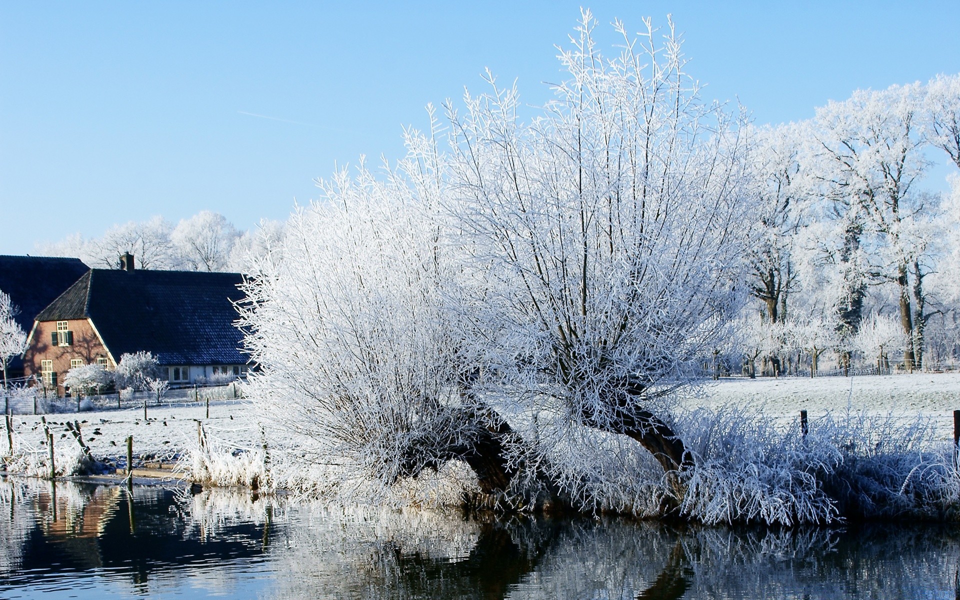 winter snow frozen frost cold tree wood landscape ice nature season outdoors weather water