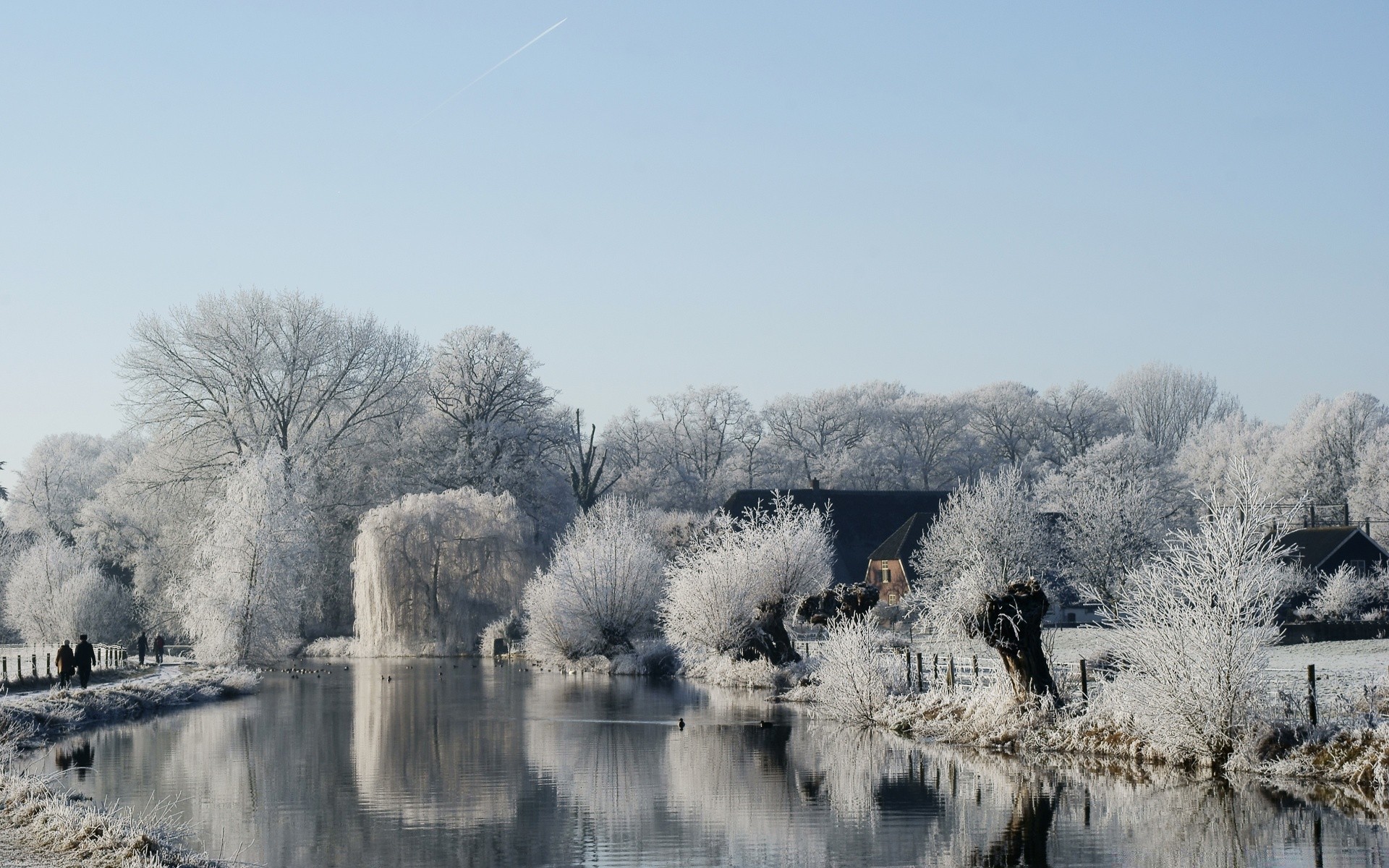 winter snow frost cold tree frozen fog ice wood landscape nature weather season outdoors