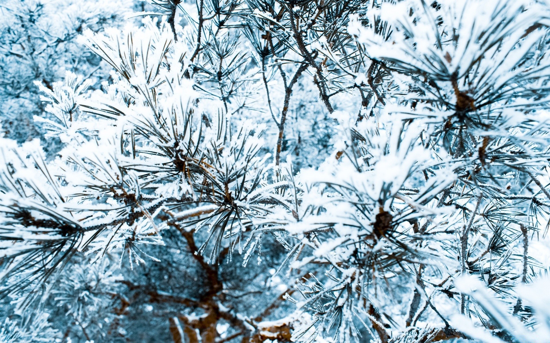 invierno escarcha congelado naturaleza nieve escritorio frío temporada patrón frosty árbol hielo copo de nieve al aire libre rama navidad flora cristal