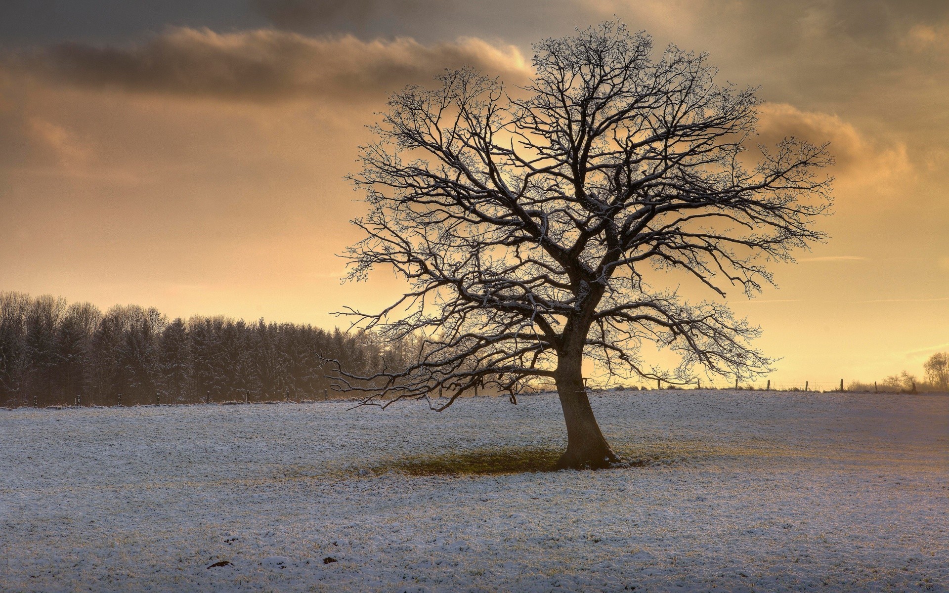 hiver arbre paysage aube automne bois nature coucher de soleil brouillard unique neige solitude brouillard soir météo