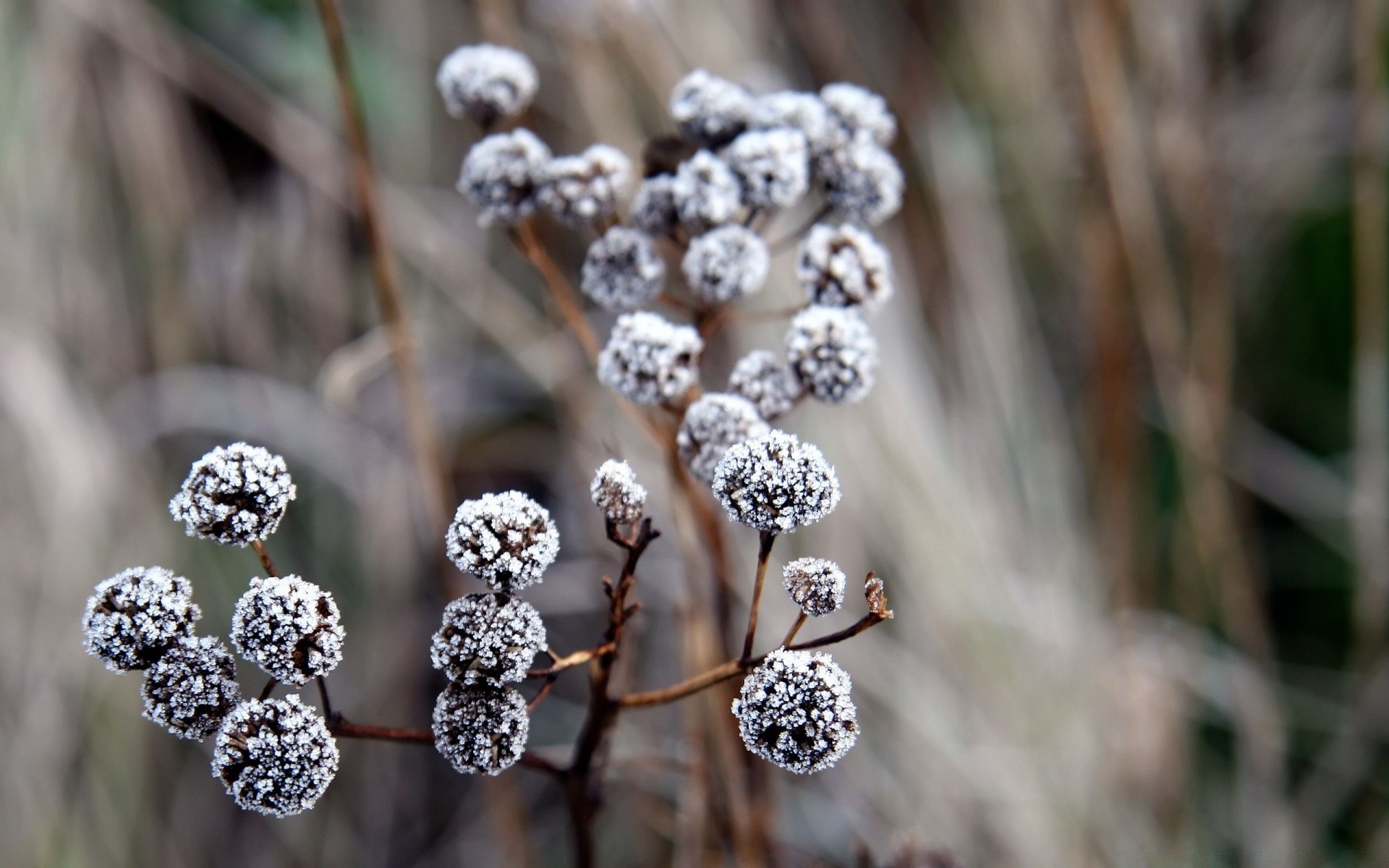 inverno natureza temporada close-up geada desktop flora ao ar livre árvore comida cor decoração folha madeira