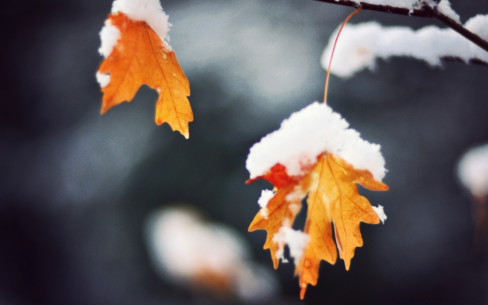 winter fall leaf nature outdoors tree flora color maple branch blur season bright flower wood park light daylight