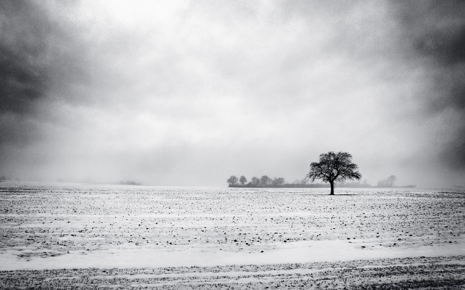 hiver monochrome plage paysage eau arbre mer noir et blanc océan nature brouillard