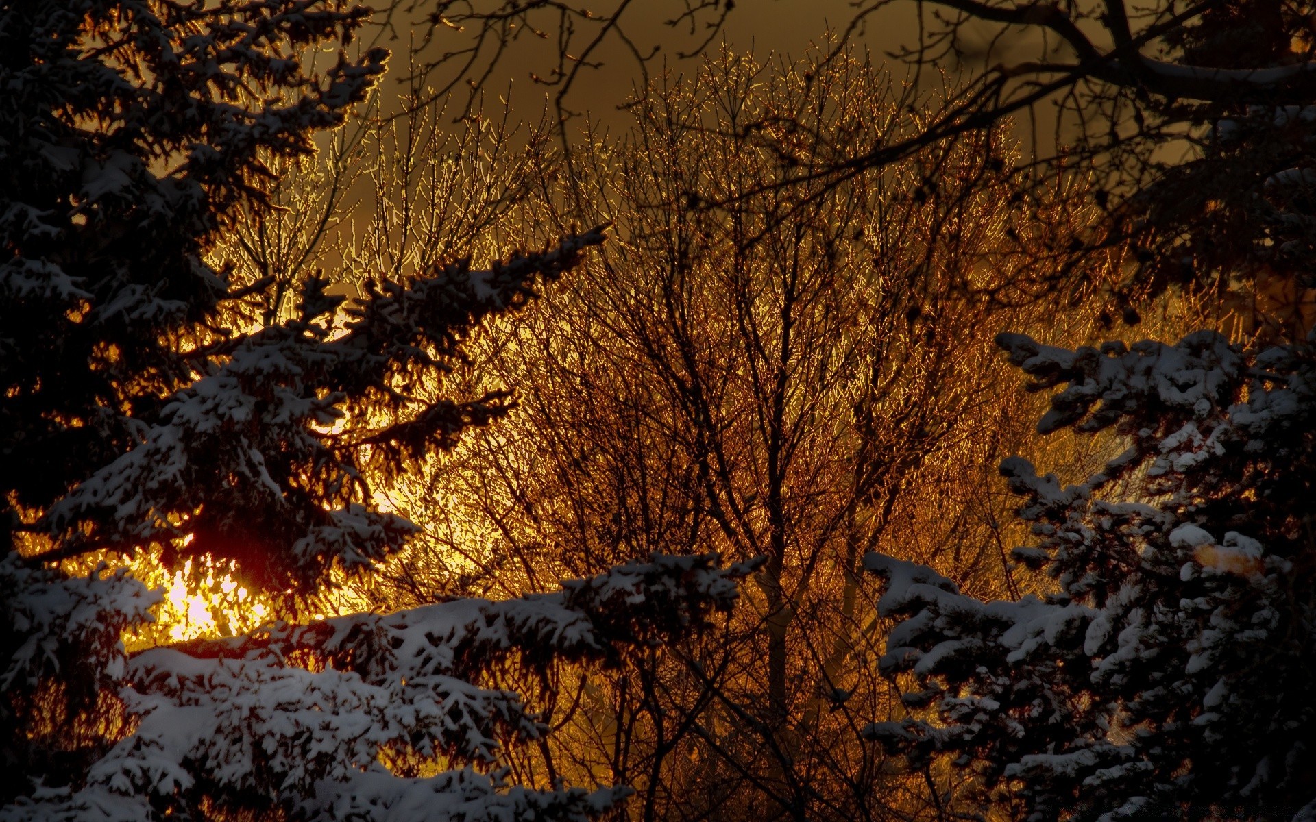 winter tree wood dawn fall landscape sunset nature snow outdoors evening fair weather light branch cold backlit park sun weather