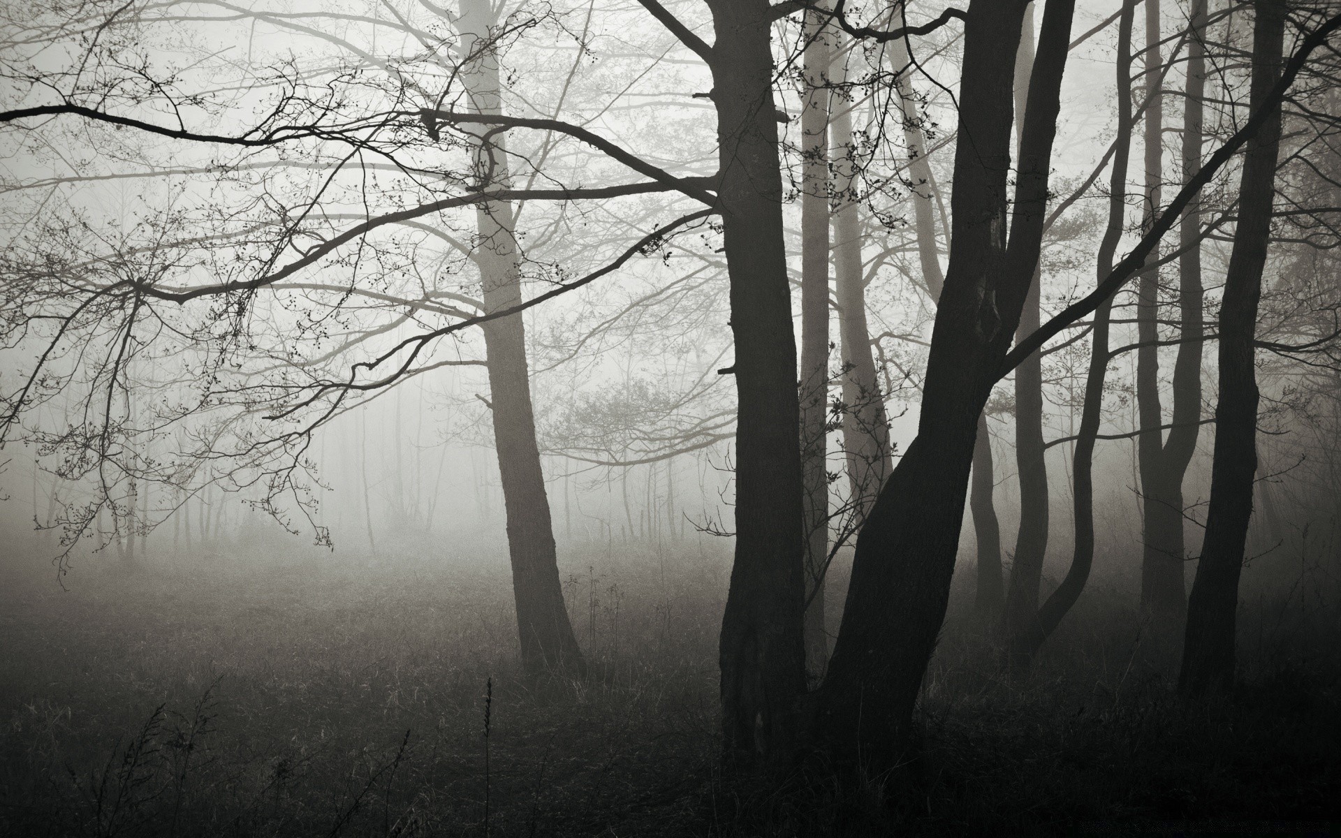 winter fog tree landscape mist wood dawn fall branch nature snow park shadow moody weather scenic