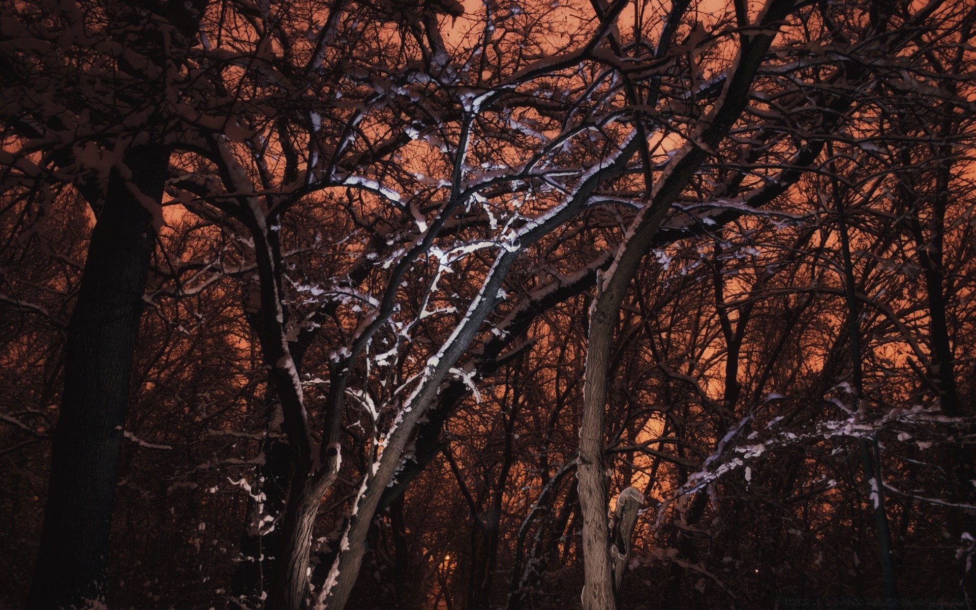 hiver arbre bois paysage aube nature branche feuille bureau parc à l extérieur automne environnement écorce