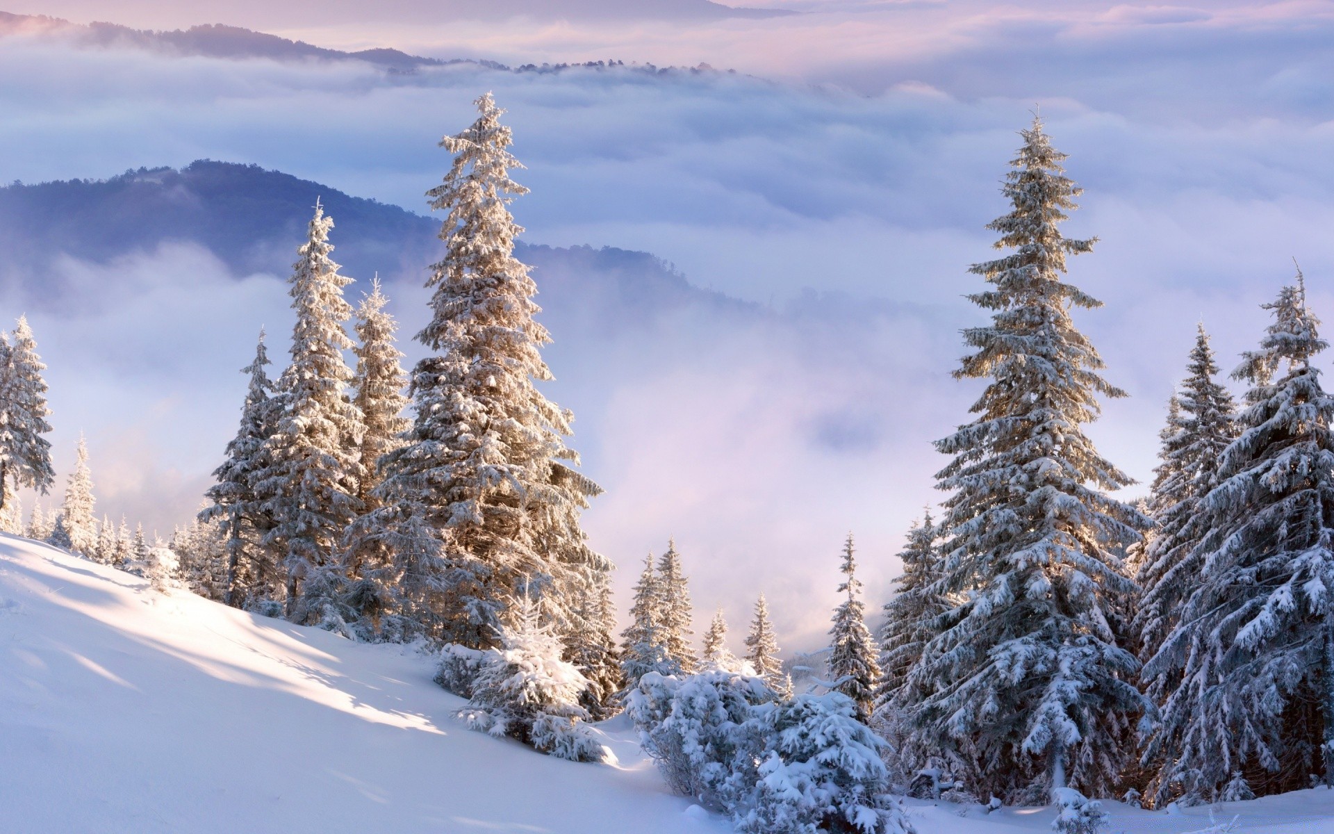 invierno nieve frío escarcha madera temporada árbol abeto montaña pino congelado evergreen hielo escénico paisaje abeto coníferas naturaleza nevado