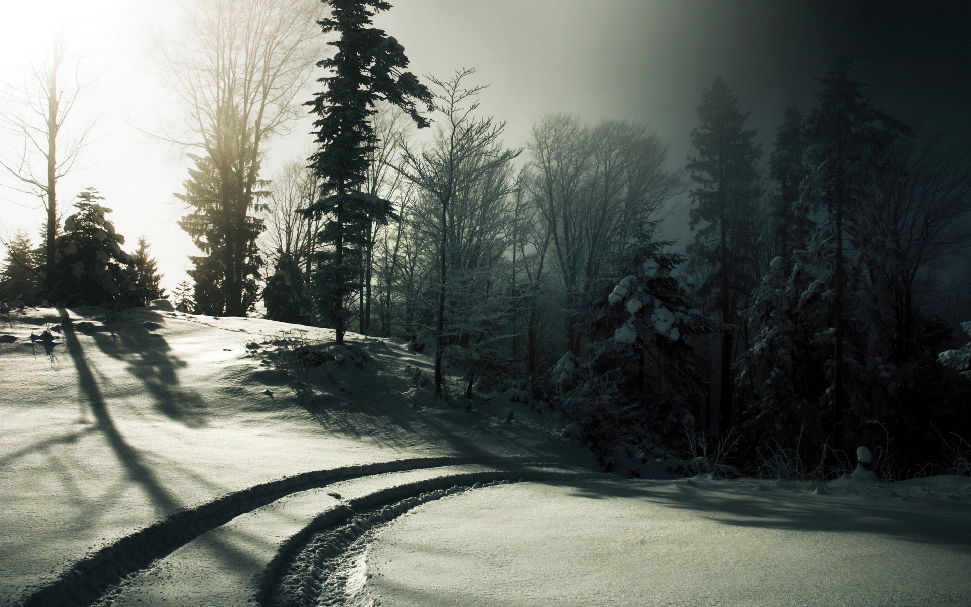 hiver neige brouillard arbre paysage bois route brouillard nature monochrome glace gel froid aube en plein air météo parc