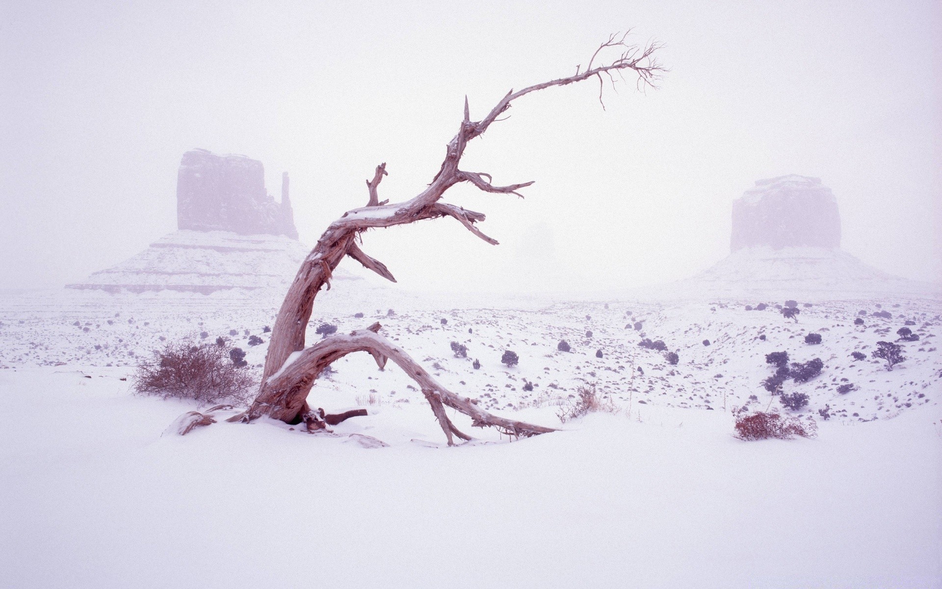 invierno nieve frío paisaje congelado naturaleza árbol clima escarcha niebla tormenta de nieve hielo