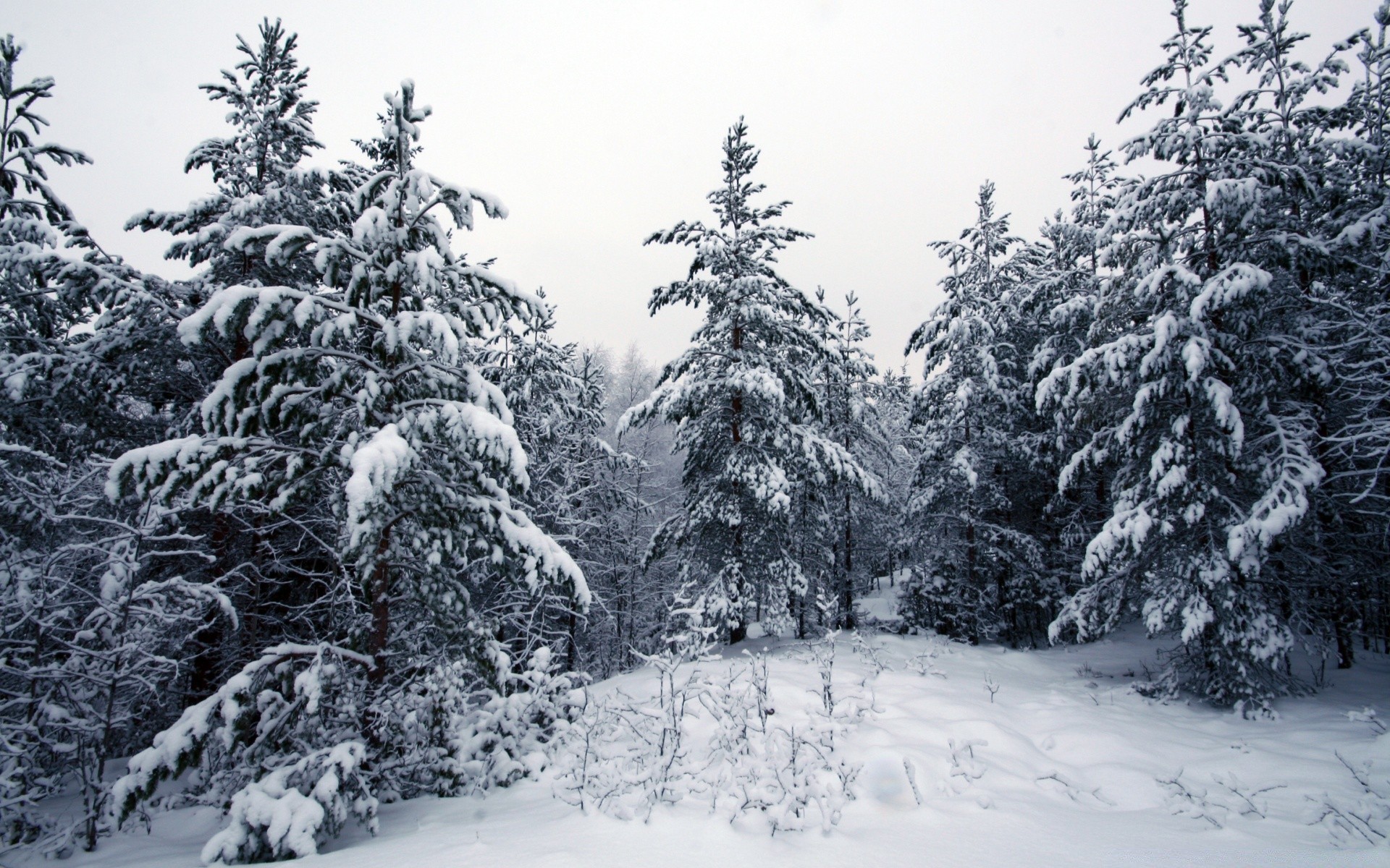 invierno nieve frío escarcha abeto madera congelado abeto pino nieve árbol temporada evergreen hielo coníferas coníferas tormenta de nieve montañas navidad