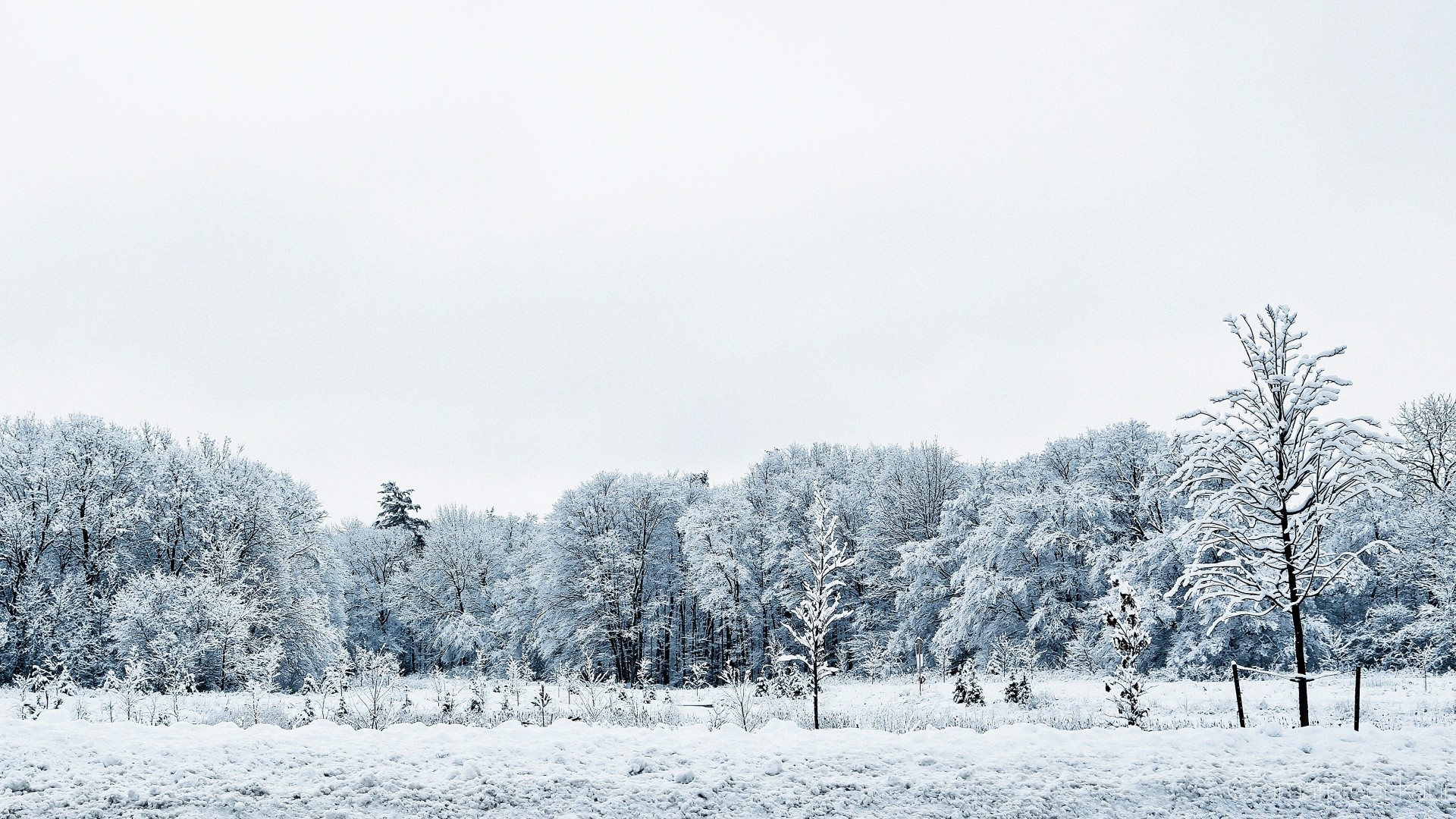 hiver neige gel froid bois congelé brouillard bois glace météo paysage saison givré tempête de neige nature neige-blanc neigeux brouillard glacial