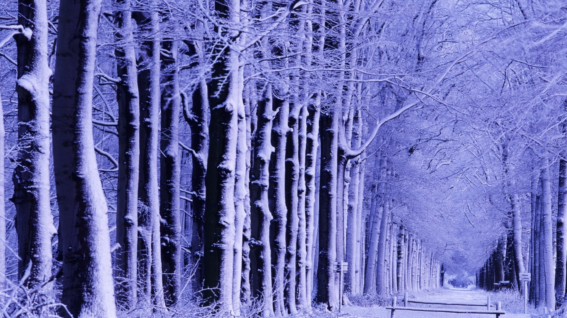 winter schnee kälte frost eis gefroren eisig holz natur desktop saison frostig eiszapfen baum