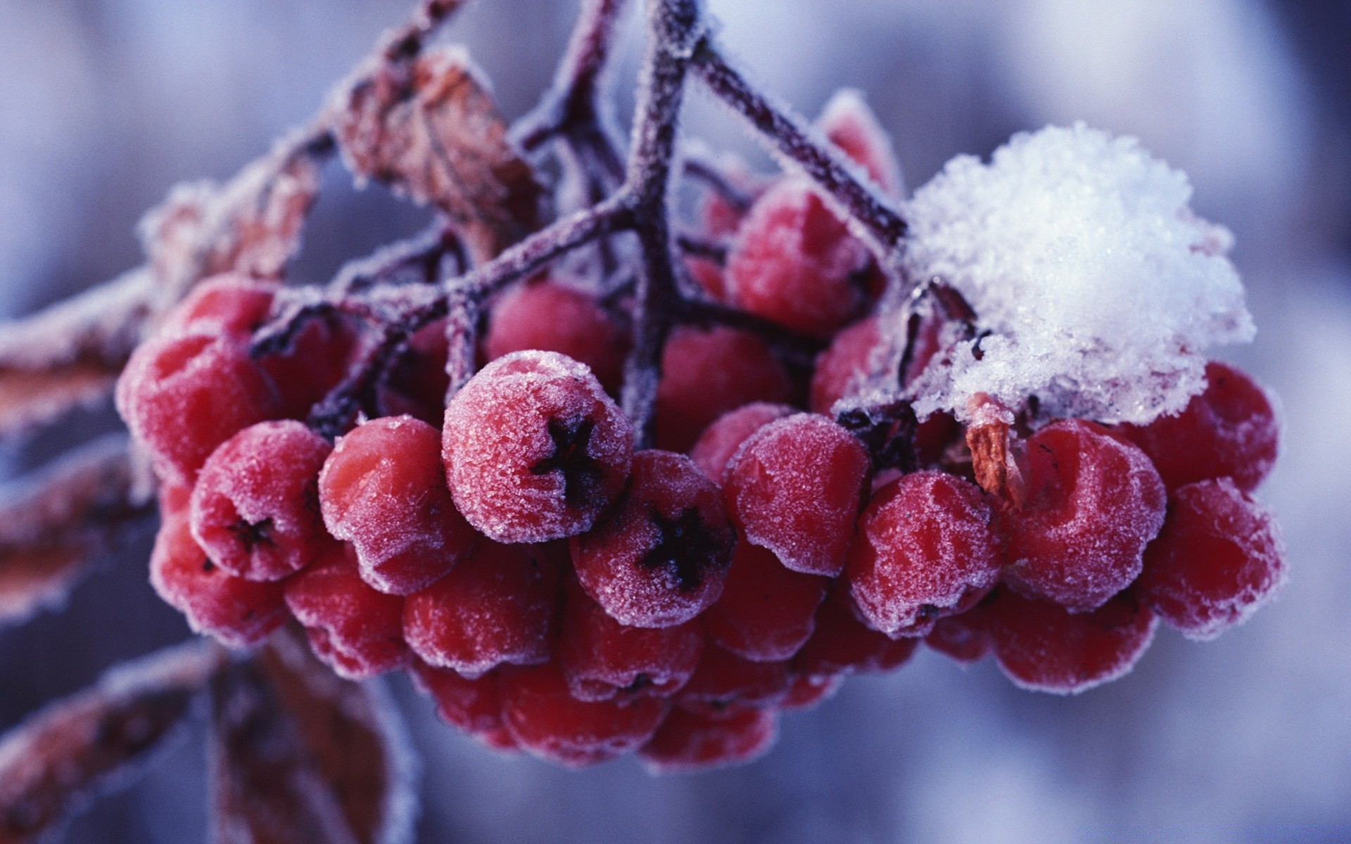 hiver fruits baie gel nature alimentaire glace congelé gros plan saison branche à l extérieur pâtisserie