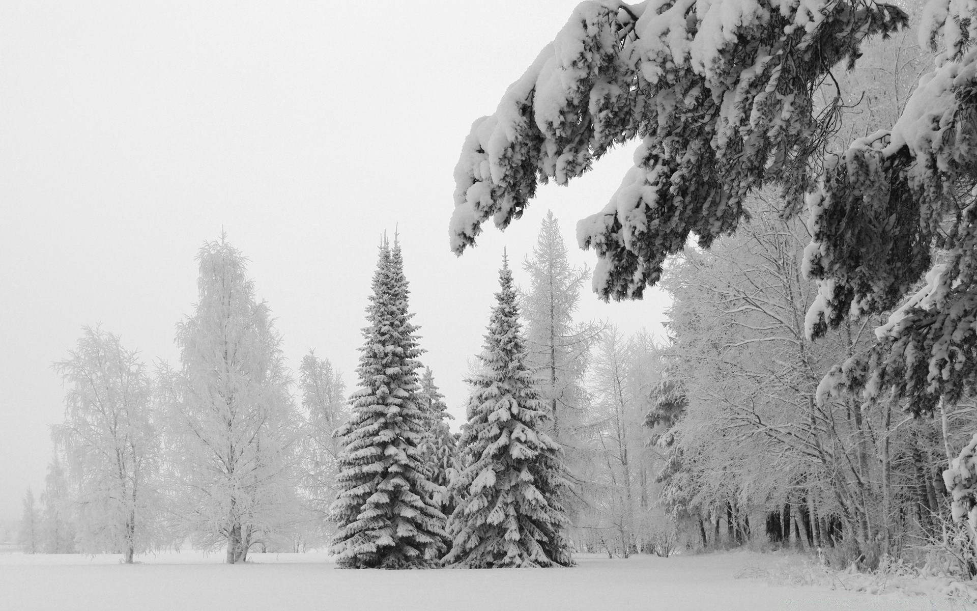 hiver neige bois bois gel froid brouillard paysage nature pin météo congelé glace conifères saison à l extérieur evergreen scénique montagnes