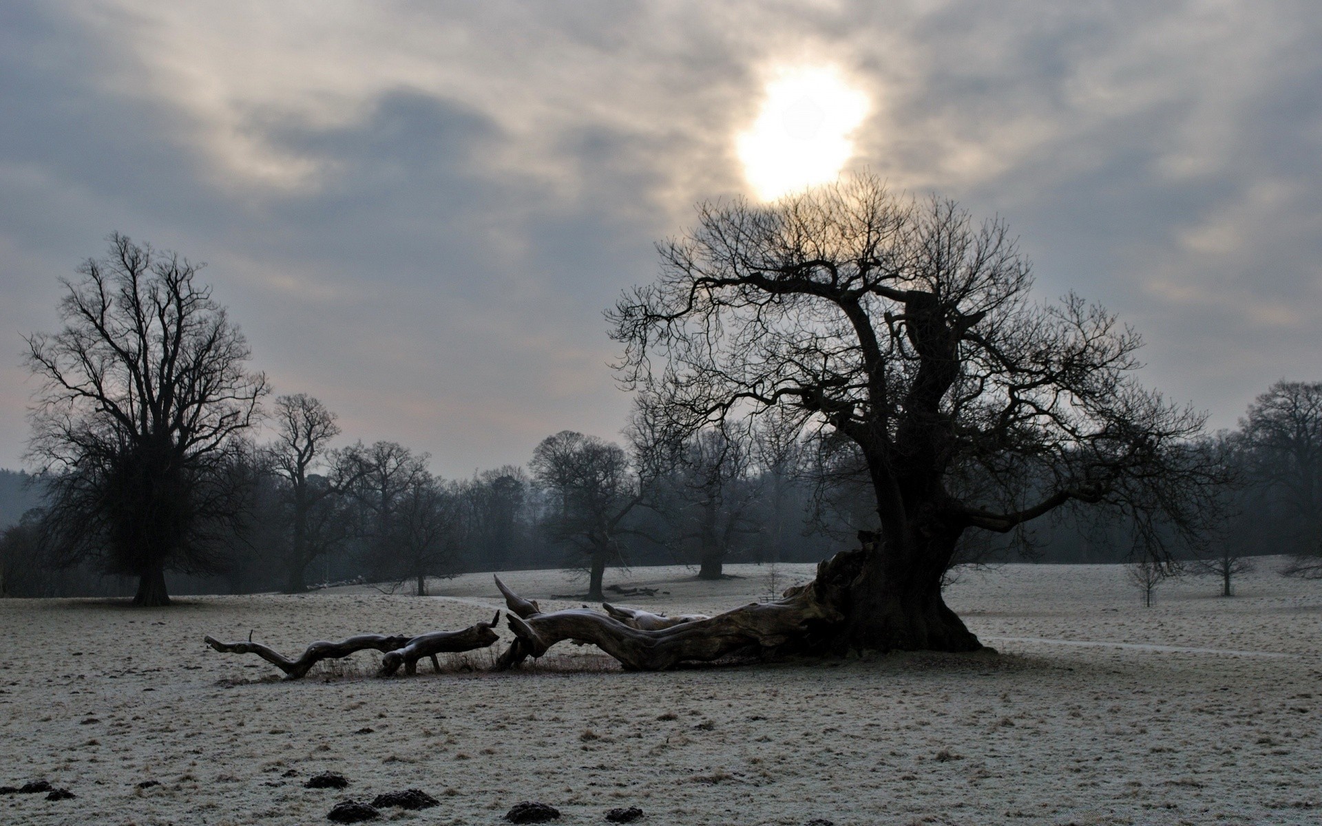 hiver arbre paysage aube nature météo coucher de soleil eau ciel en plein air soleil