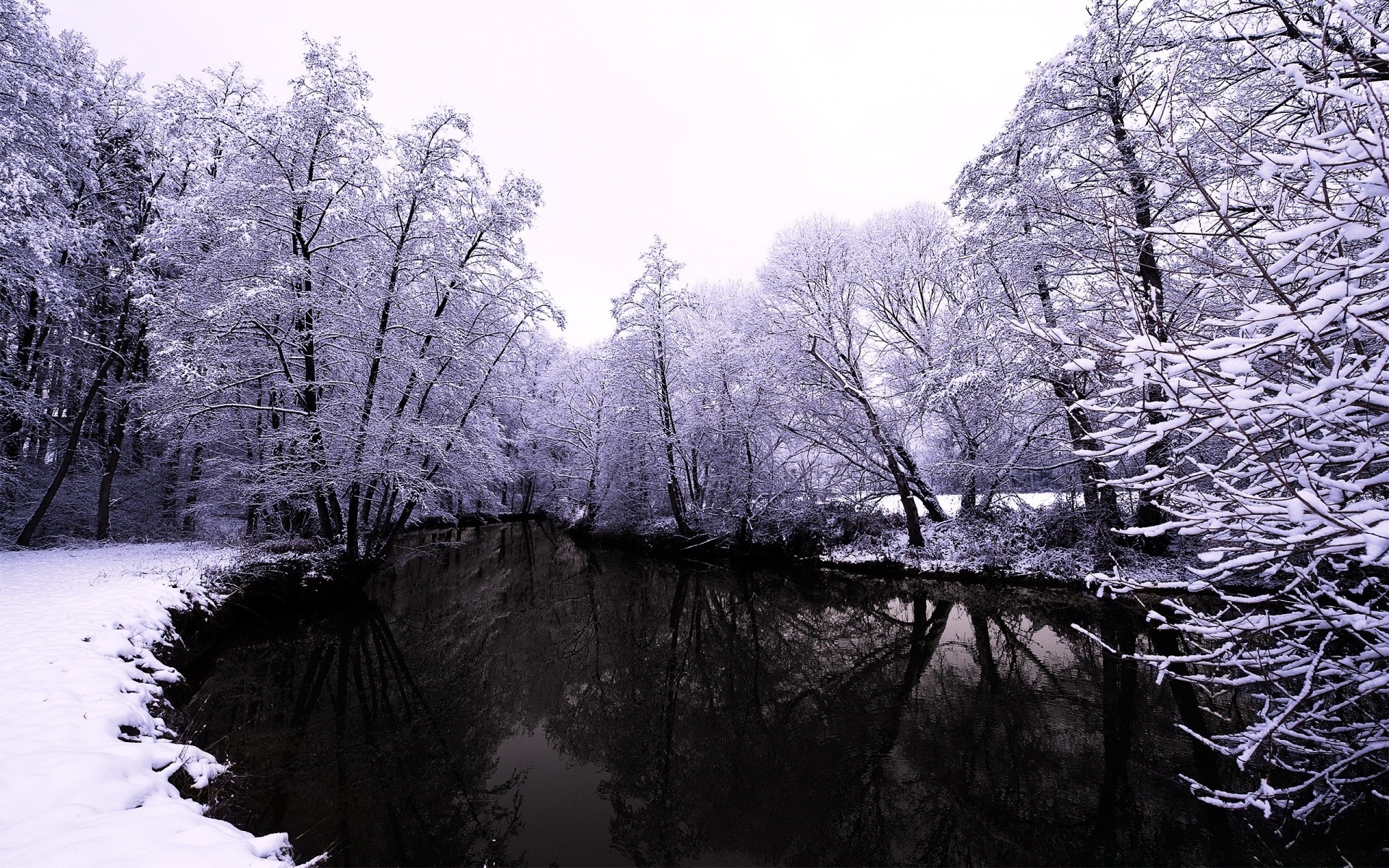 inverno neve madeira madeira frio geada paisagem gelo congelado natureza temporada ramo cênica parque tempo névoa gelo neve-branco paisagens