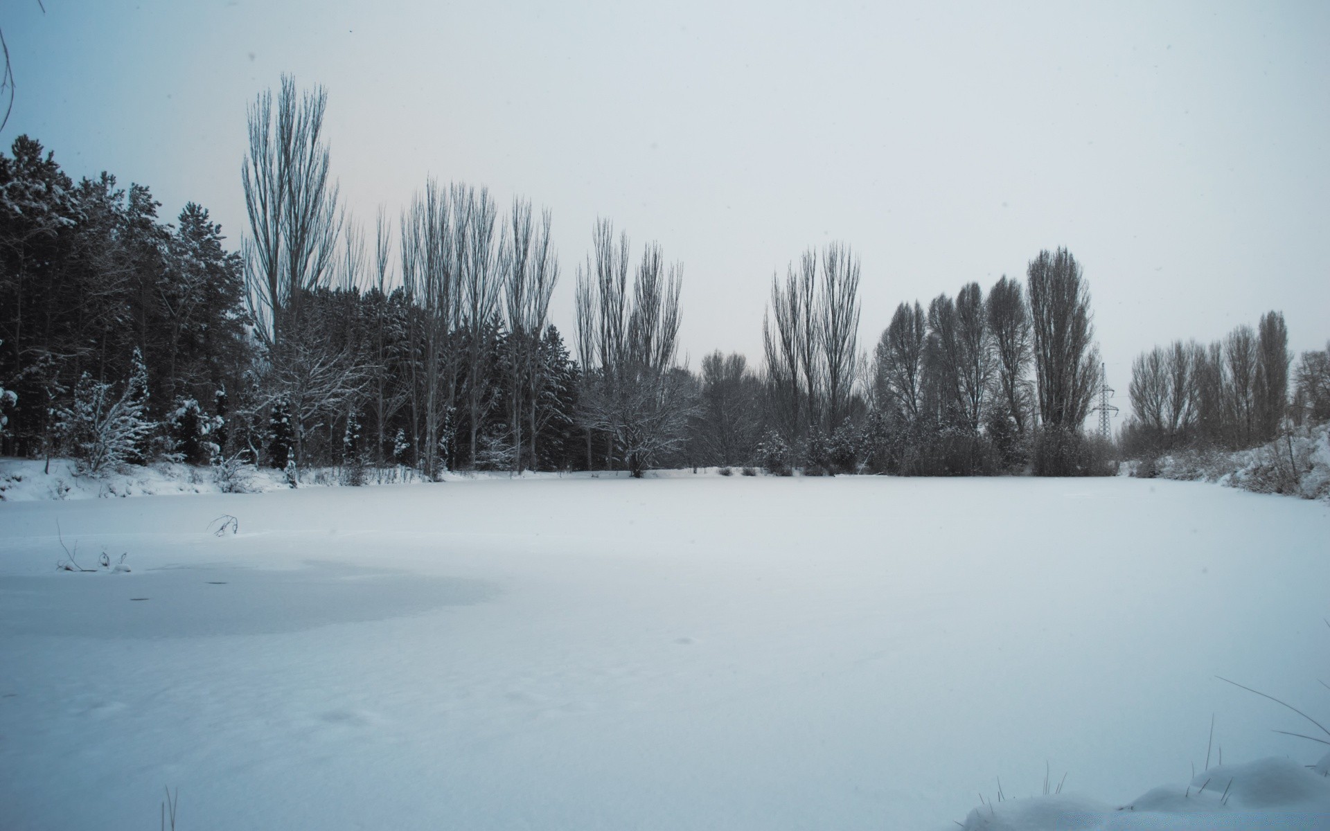 hiver neige paysage froid bois météo brouillard glace bois gel congelé à l extérieur brouillard nature