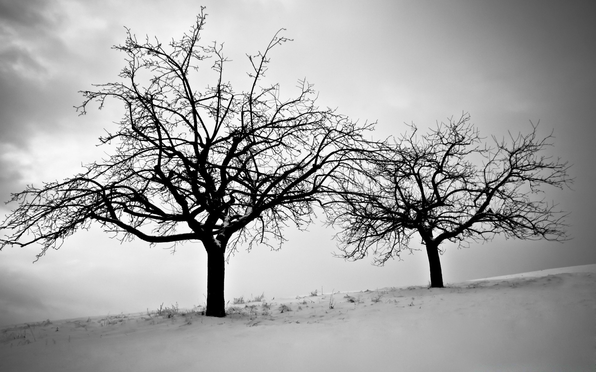 hiver arbre unique paysage brouillard branche nature bois aube brouillard neige monochrome moody automne chêne solitude