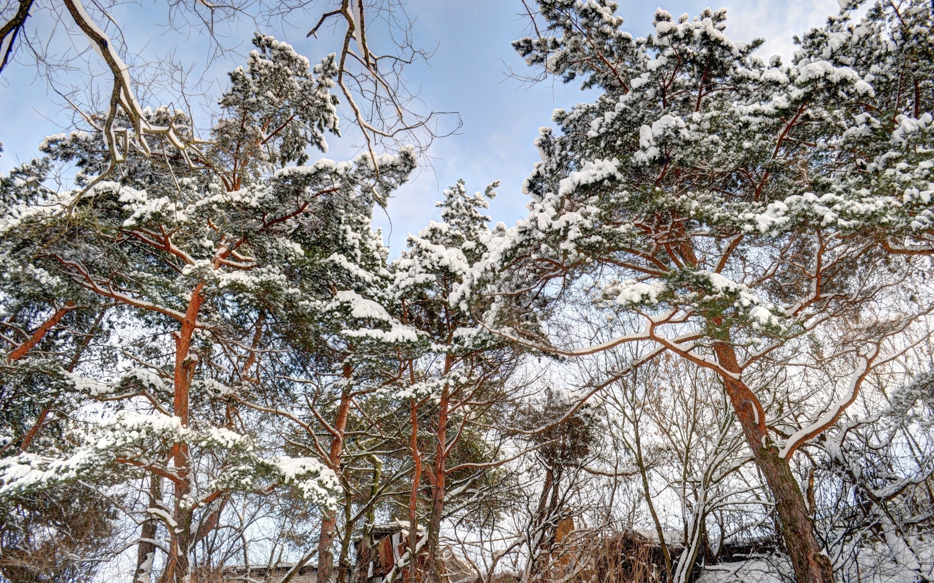 inverno albero legno paesaggio ramo natura stagione neve tempo cielo freddo ambiente scena all aperto parco flora foglia gelo pino