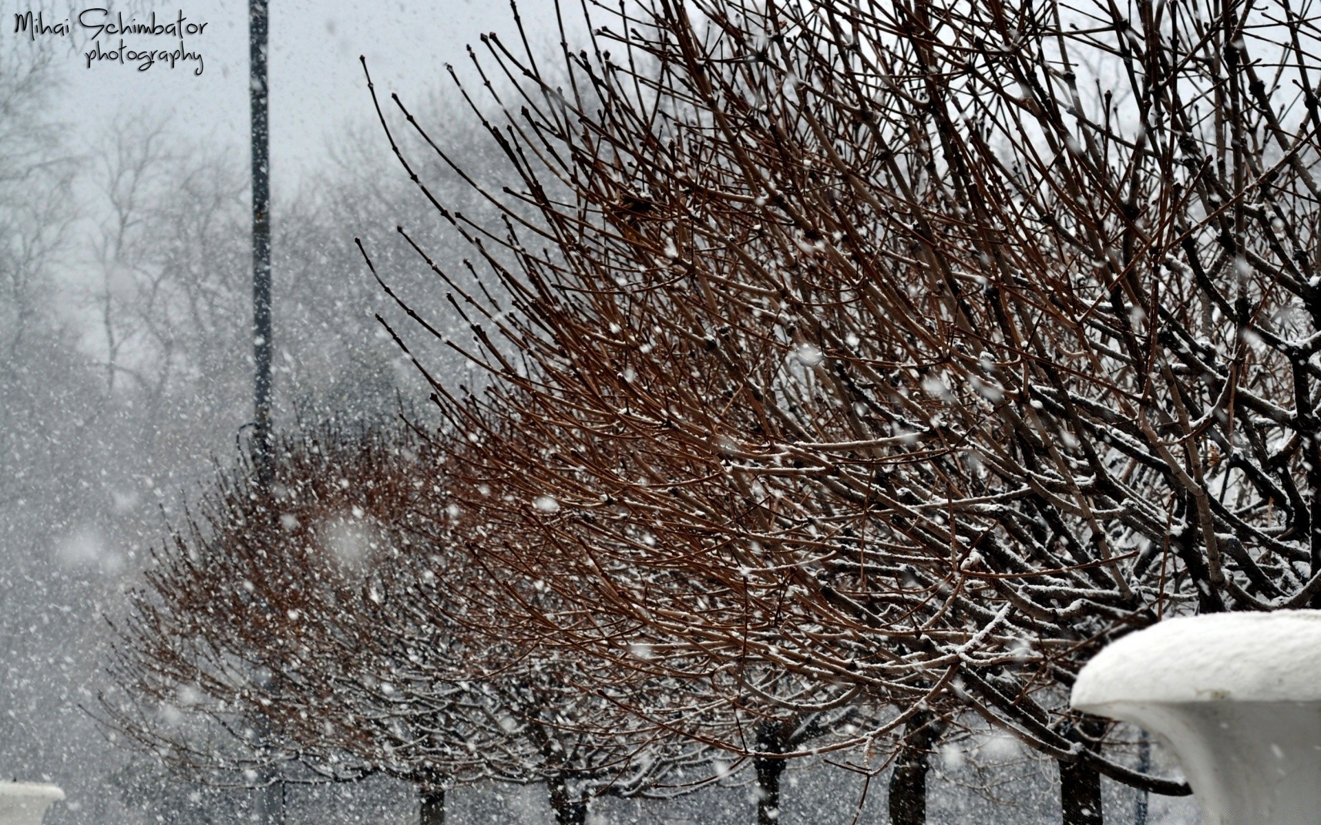 winter schnee frost baum kälte gefroren wetter natur eis zweig saison im freien desktop landschaft