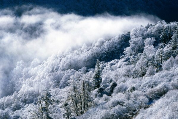 Blick von oben auf einen nebligen, schneebedeckten Wald