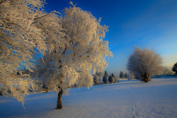 Trees in the snow on a snow-covered field