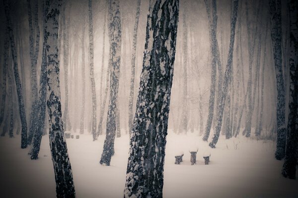 Bancos en el bosque de niebla cubierto de nieve