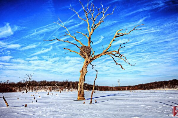 Einsamer Baum mit einem Nest auf dem Hintergrund der Winternatur