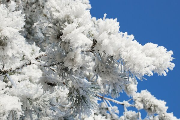 Schneebedeckte Tannenzweig auf blauem Himmelshintergrund