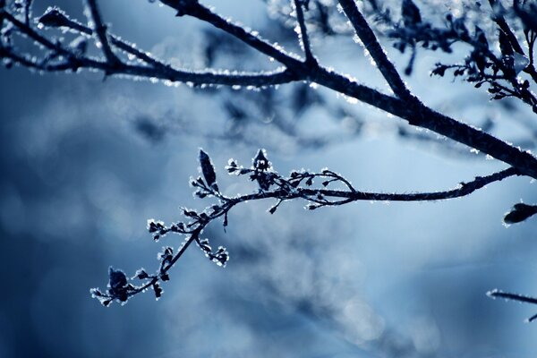 Branches d arbre couvertes de givre