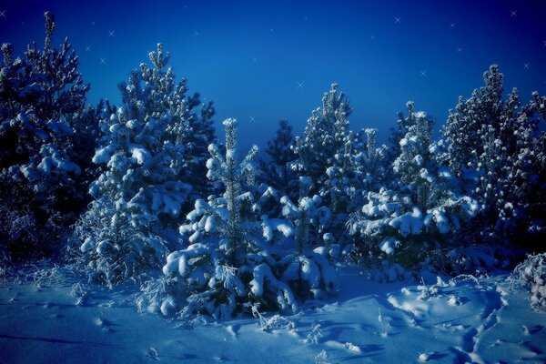 Weihnachtsbäume im Schnee und Sterne am Himmel