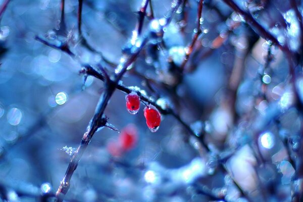 Due bacche rosse su un albero ghiacciato