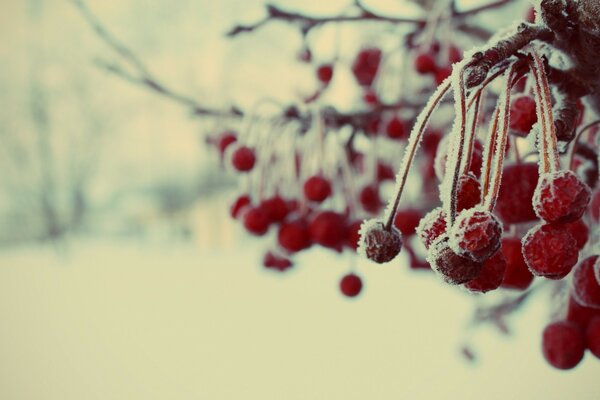 Montanha de neve perto