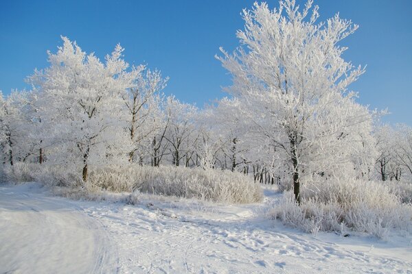 Strada innevata. Foresta invernale