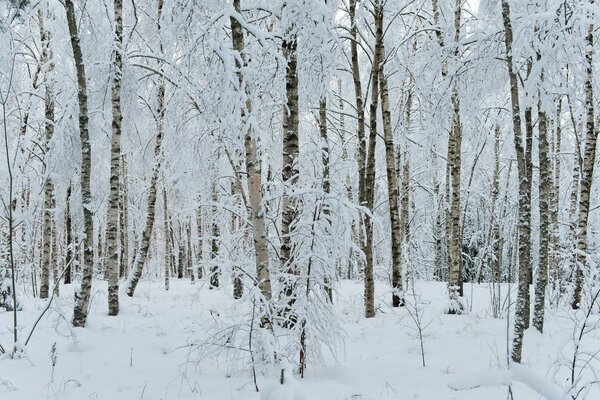 Árboles cubiertos de nieve en el bosque durante el día