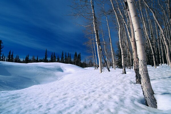 Cold winter and bare trees