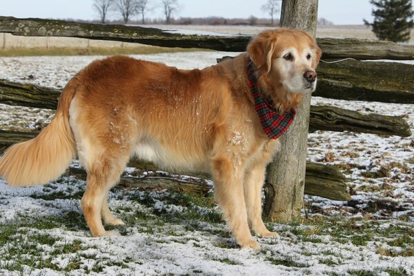 A dog in a winter field with a scarf