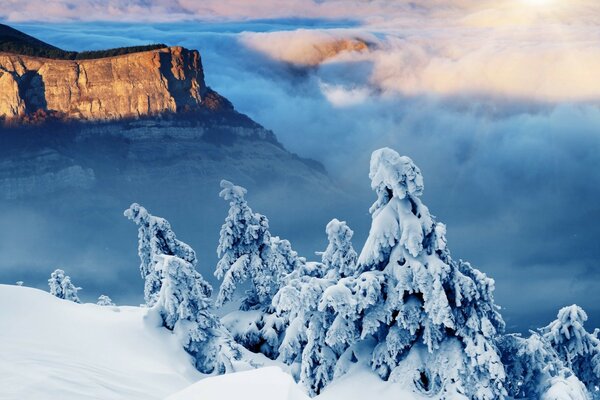 Schneebedeckte Fichten am Berghang über den Wolken